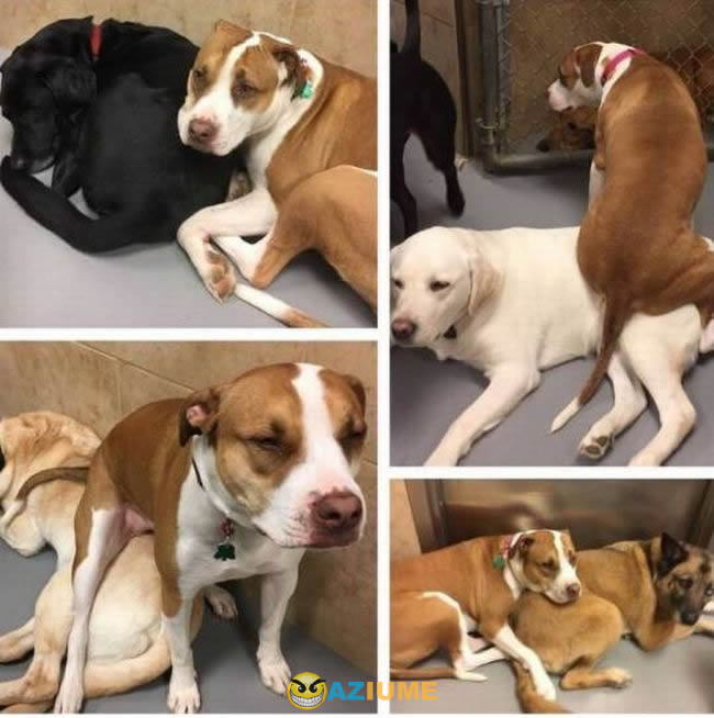 Amigo folgado todo mundo tem