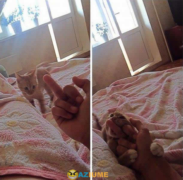 Nunca mostra o dedo para o seu gato