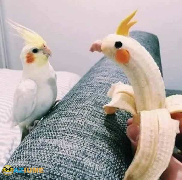 Incrível fantasia de calopsita