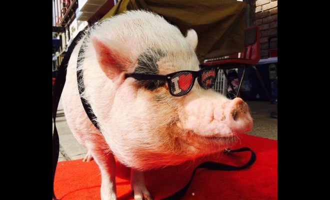 Este porco tem mais estilo que você