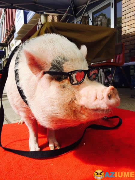 Este porco tem mais estilo que você