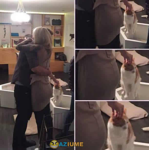 Quando você ama gatos