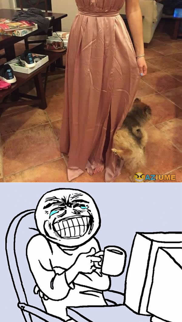 Cachorro vacilão Cachorro vacilão