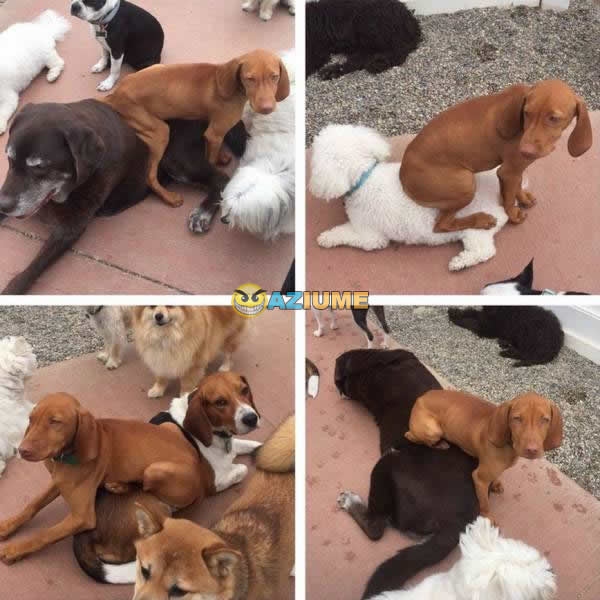 Amigo folgado, todo mundo tem um