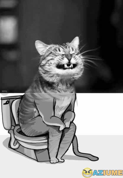 Por isso que pago a internet