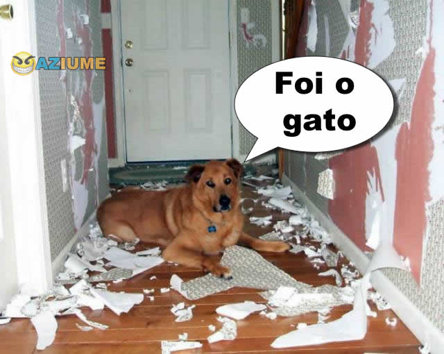 A culpa é do gato