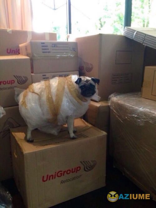 Meu humano é um idiota