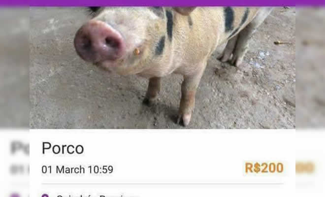Vende se um porco
