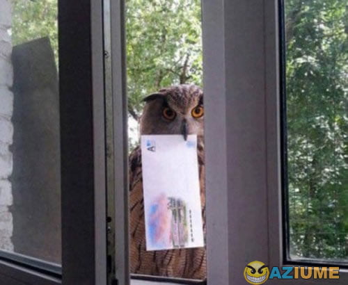 Finalmente, a carta de Hogwarts!