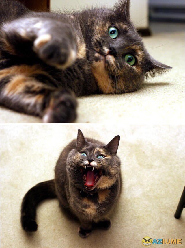 Vai entender esse gato da vida