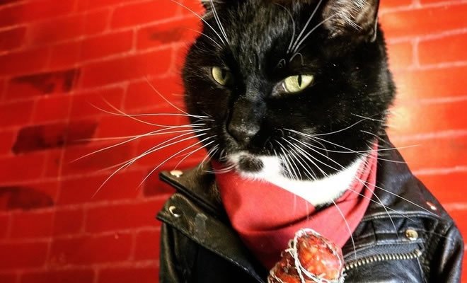 Gato Negan Gato Negan