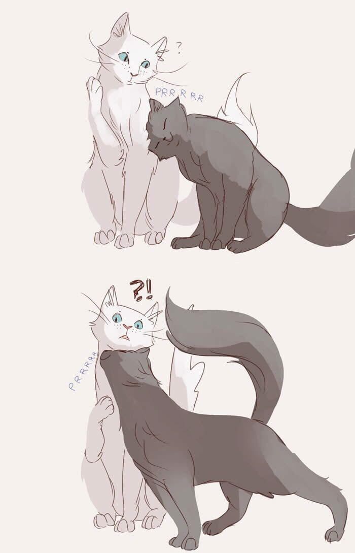 Como conquistar uma gata