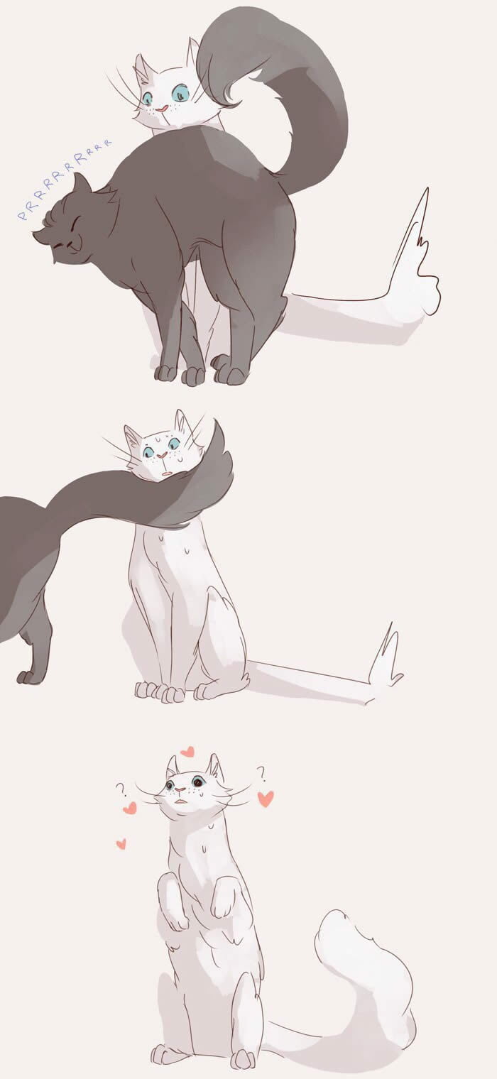 Como conquistar uma gata