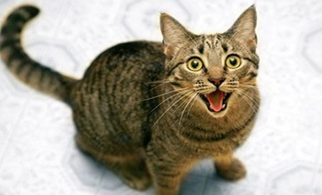 Um gato troll Um gato troll