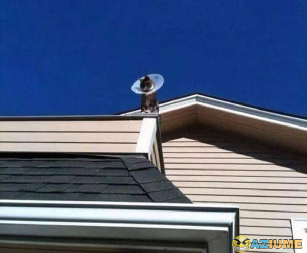 Meu vizinho tem o novo SKY gato