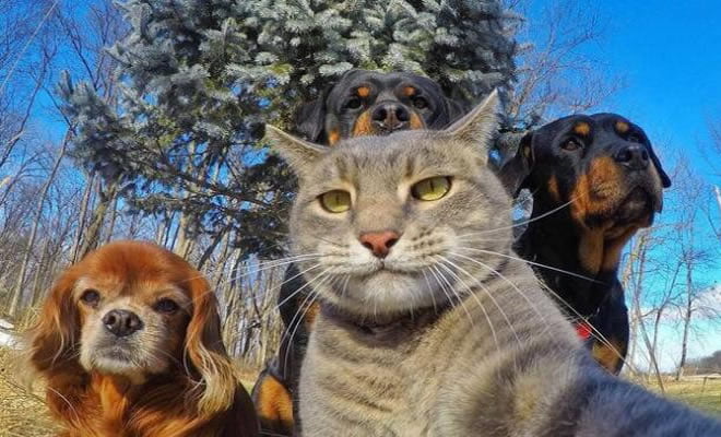 Melhor selfie animal de estimação de 2017