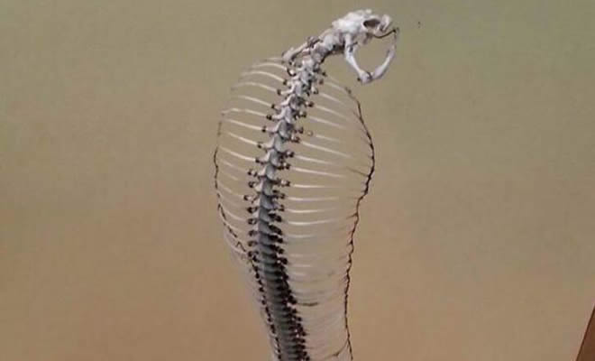 Esqueleto de um rei cobra Esqueleto de um rei cobra