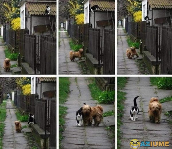 Primeira vez que vejo um cachorro chama um gato para sair