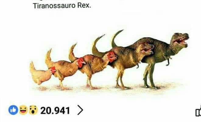Galinha é o ser vivo mais próximo do Tiranossauro Rex