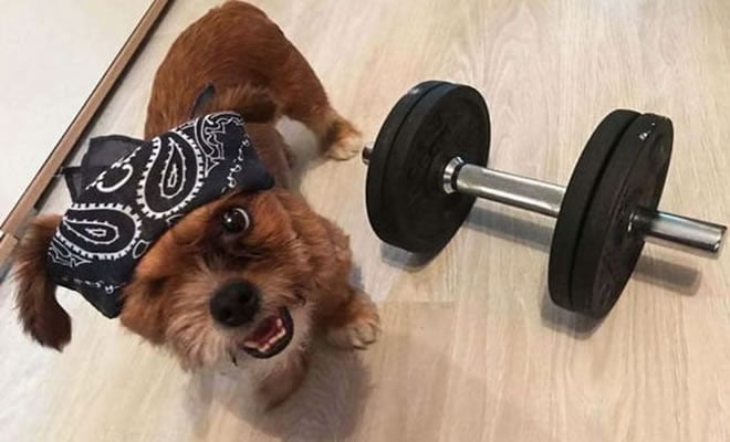 Cachorro mais assustador de todo o tempo