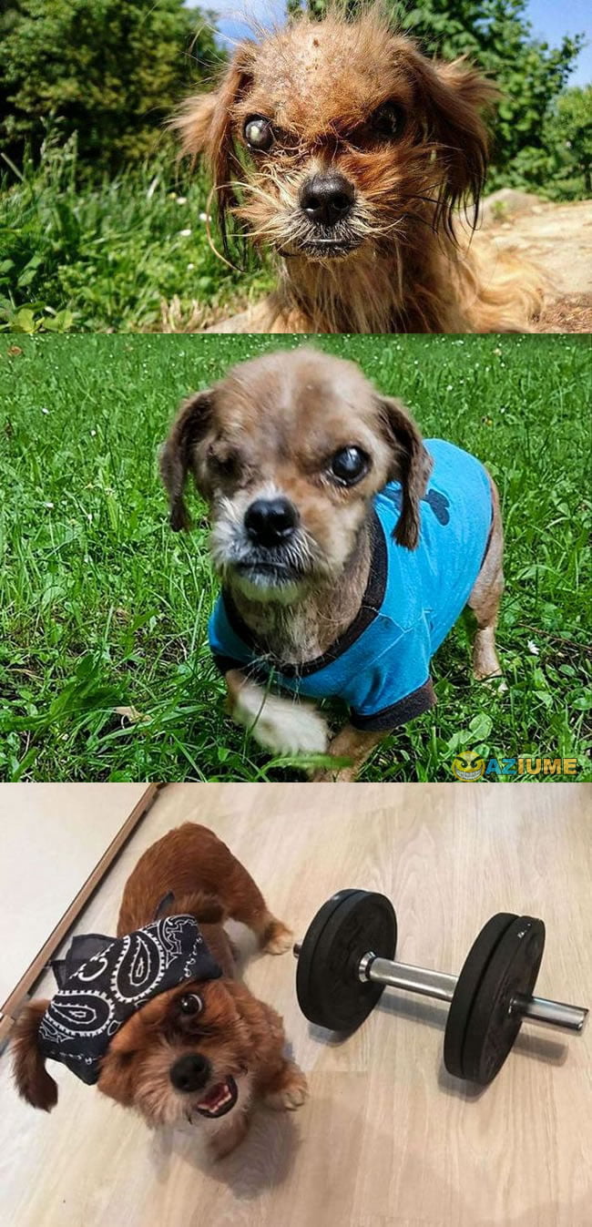 Cachorro mais assustador de todo o tempo Cachorro mais assustador de todo o tempo