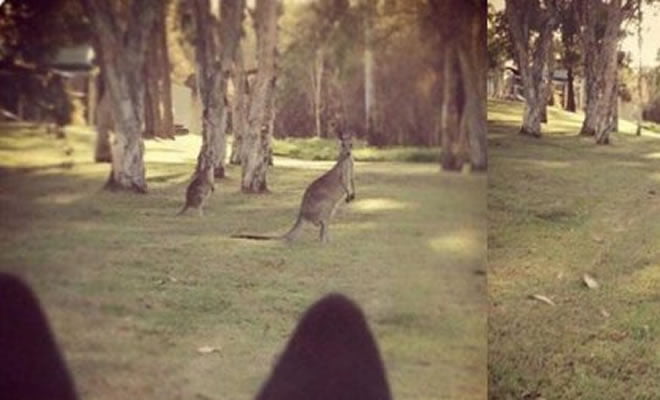 Primeira vez que ele ver um canguru