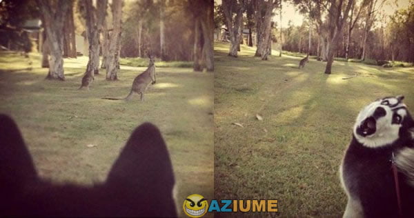 Primeira vez que ele ver um canguru