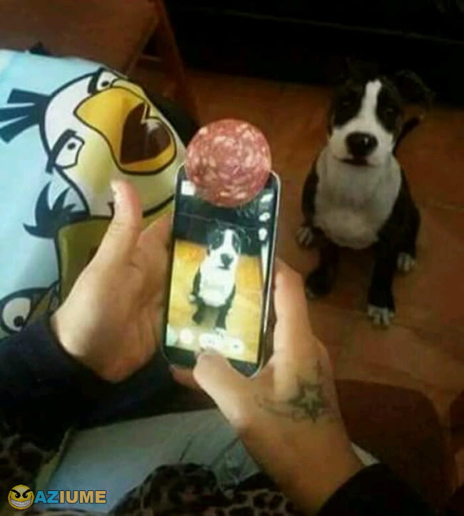 Tire uma foto perfeita do seu cão usando este truque