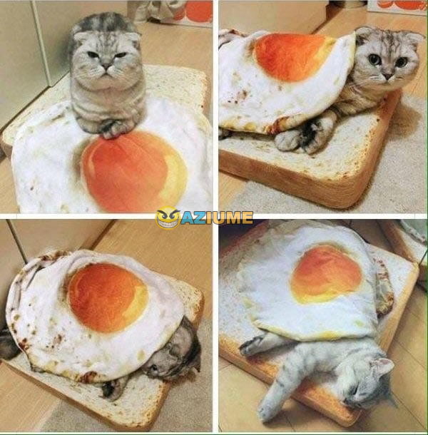 Nova cama para gato Nova cama para gato