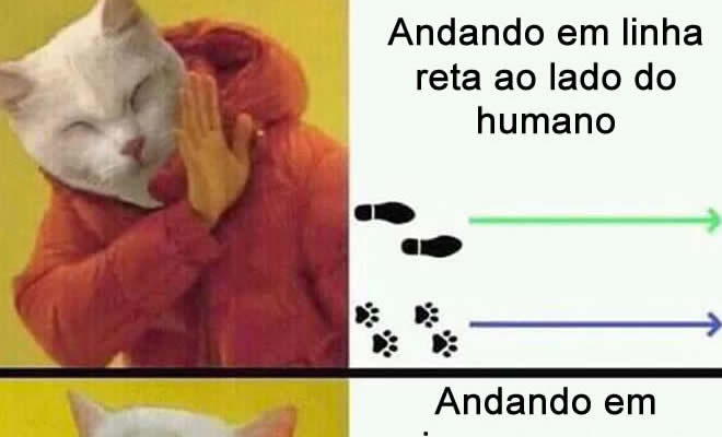 O que os gatos gostam