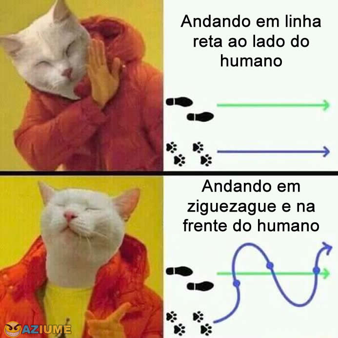 O que os gatos gostam O que os gatos gostam