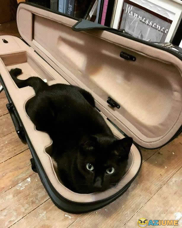 Dorgas parei agora sou instrumento musical