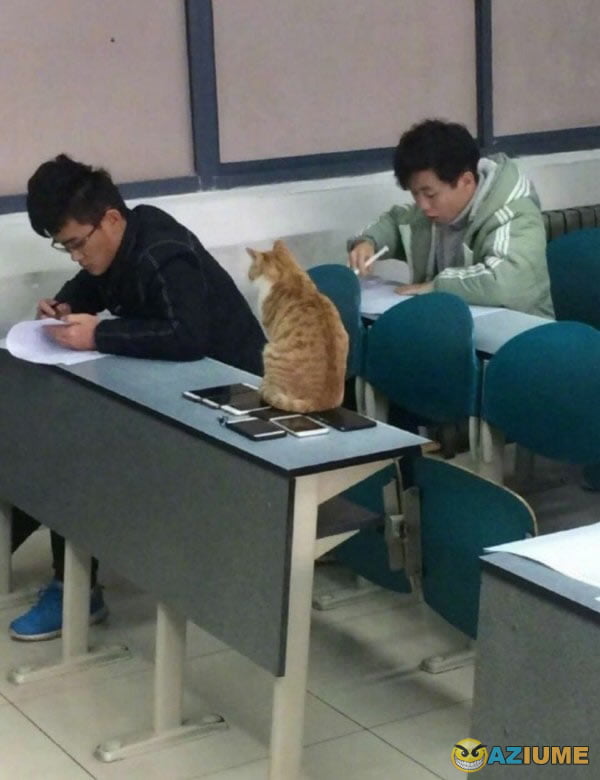 Aquele professor gato