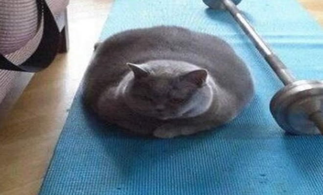Eu tentando ser fitness Eu tentando ser fitness
