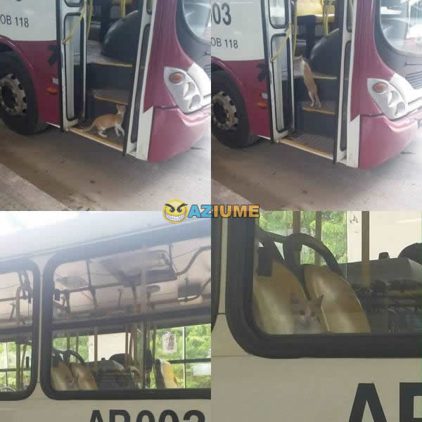Pelo preço da gasolina melhor ir de ônibus