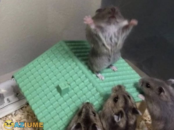 Culto do hamster