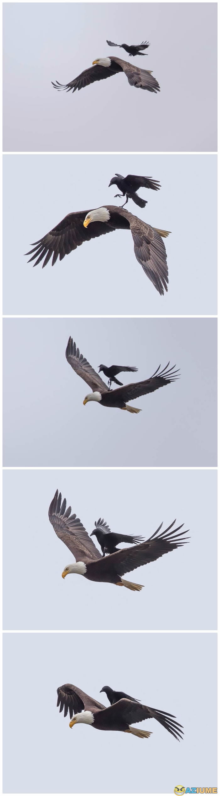 Primeiro Uber águia