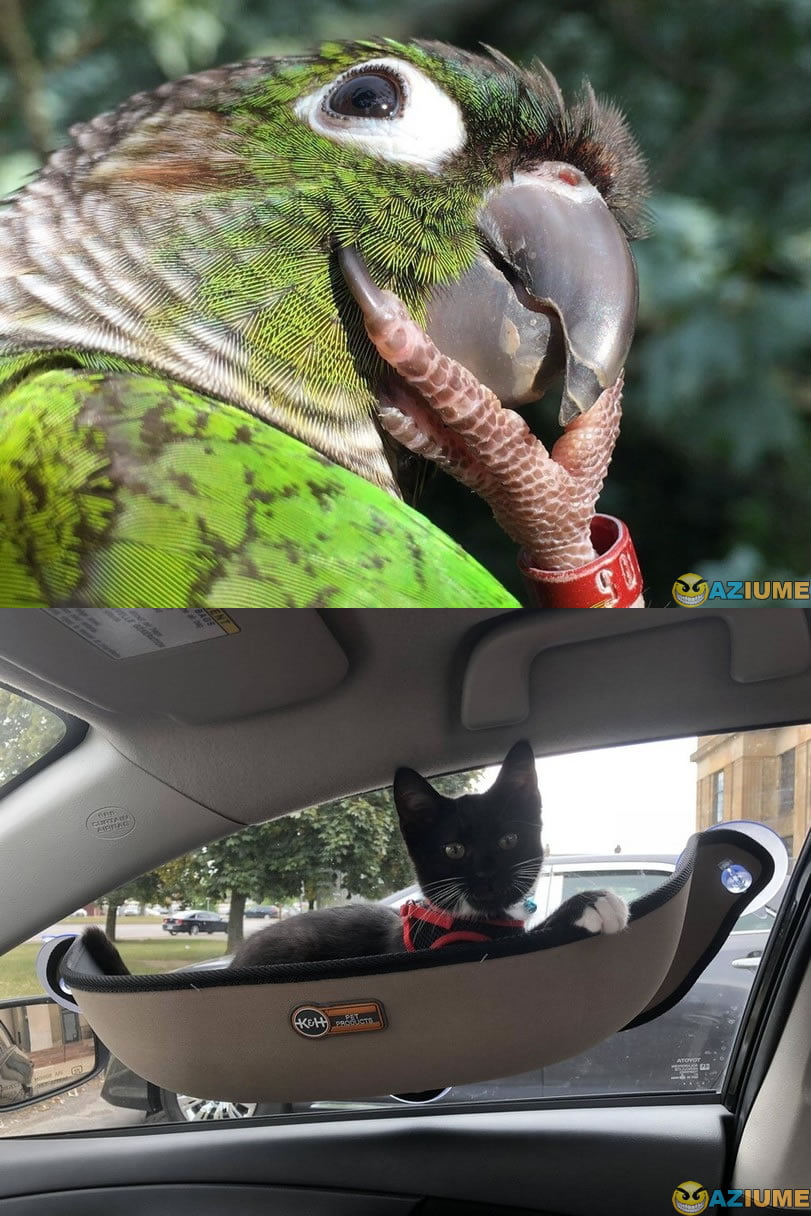 Me perguntaram se eu gosto de gato