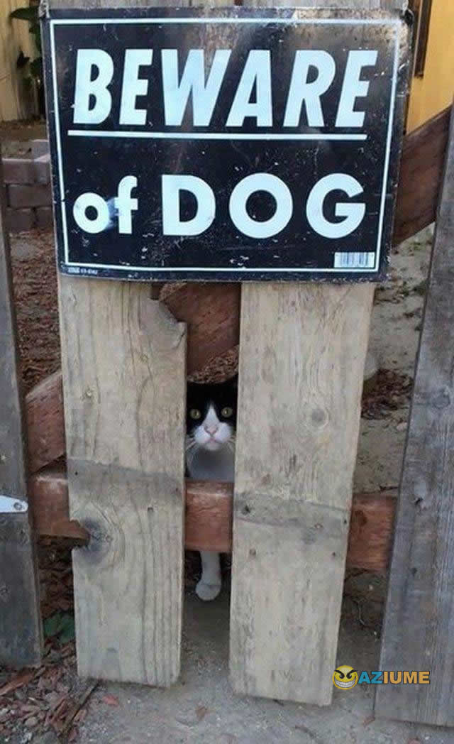 Cuidado cachorro bravo Cuidado cachorro bravo