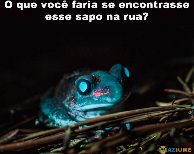 O que você faria se encontrasse esse sapo na rua? O que você faria se encontrasse esse sapo na rua?