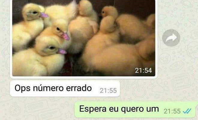 Eu posso tomar conta dos seus patos