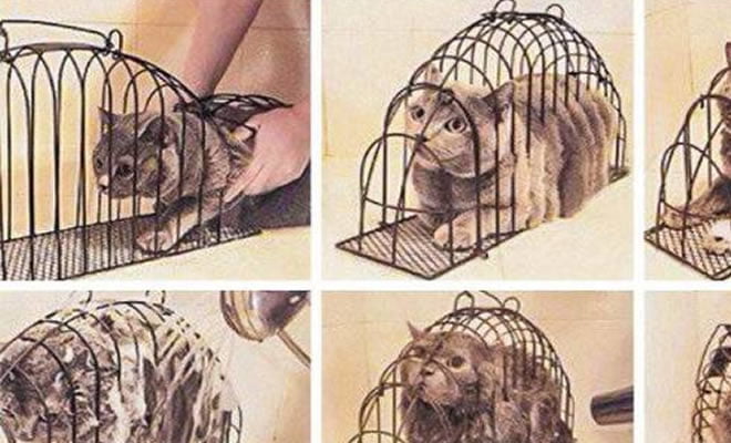 Gaiola de tortura para gato