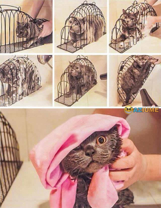 Gaiola de tortura para gato