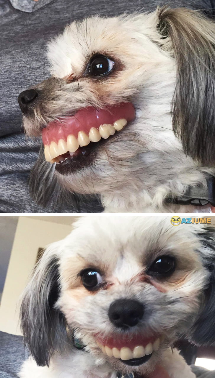 Cachorro mais feliz do mundo Cachorro mais feliz do mundo