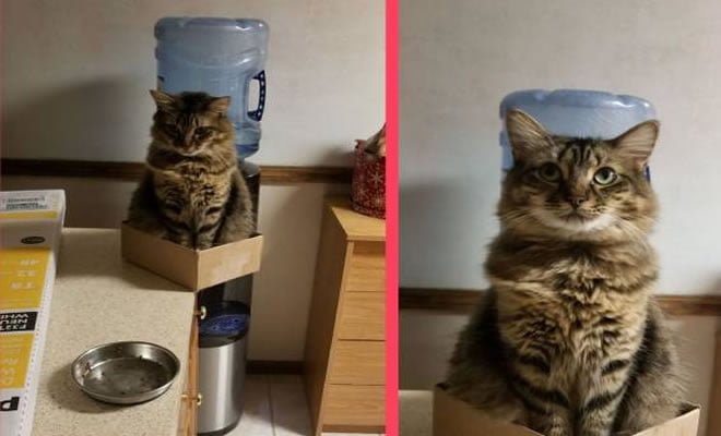 Quando o gato tem sorte