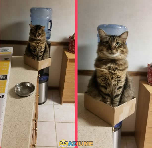 Quando o gato tem sorte