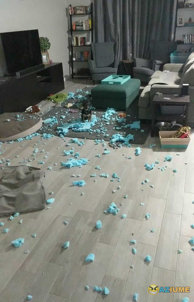 Pequeno cachorro grande estrago