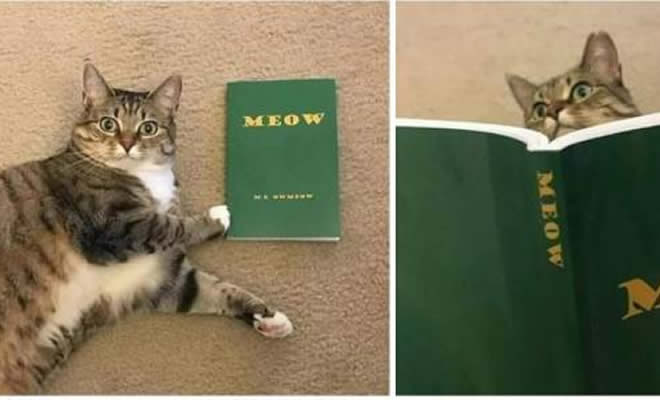 Primeiro livro para gato
