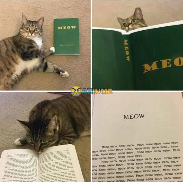 Primeiro livro para gato Primeiro livro para gato