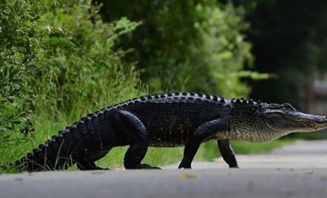 Apenas mais um dia normal no Acre Apenas mais um dia normal no Acre